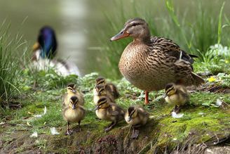 Entenfamilie auf einer Wiese: vorne die Mutter mit Küken, dahinter ein Erpel.