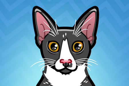Illustration eines Tuxedo-Katers namens Madhu.